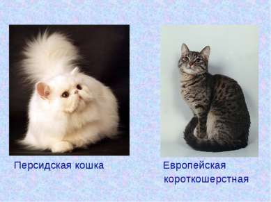 Персидская кошка Европейская короткошерстная