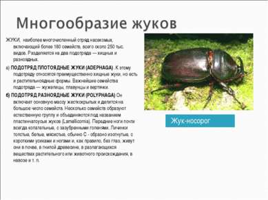 Жук-носорог ЖУКИ, наиболее многочисленный отряд насекомых, включающий более 1...