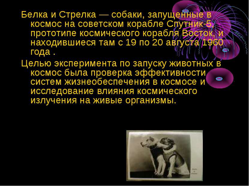 Белка и Стрелка — собаки, запущенные в космос на советском корабле Спутник-5,...