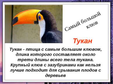 Тукан - птица с самым большим клювом, длина которого составляет около трети д...