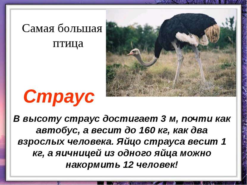 В высоту страус достигает 3 м, почти как автобус, а весит до 160 кг, как два ...