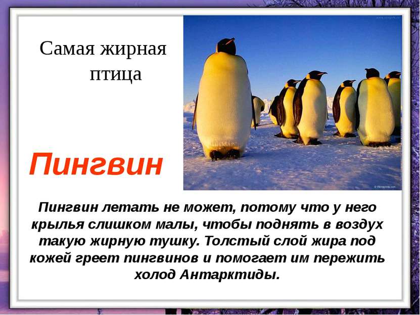 Пингвин летать не может, потому что у него крылья слишком малы, чтобы поднять...