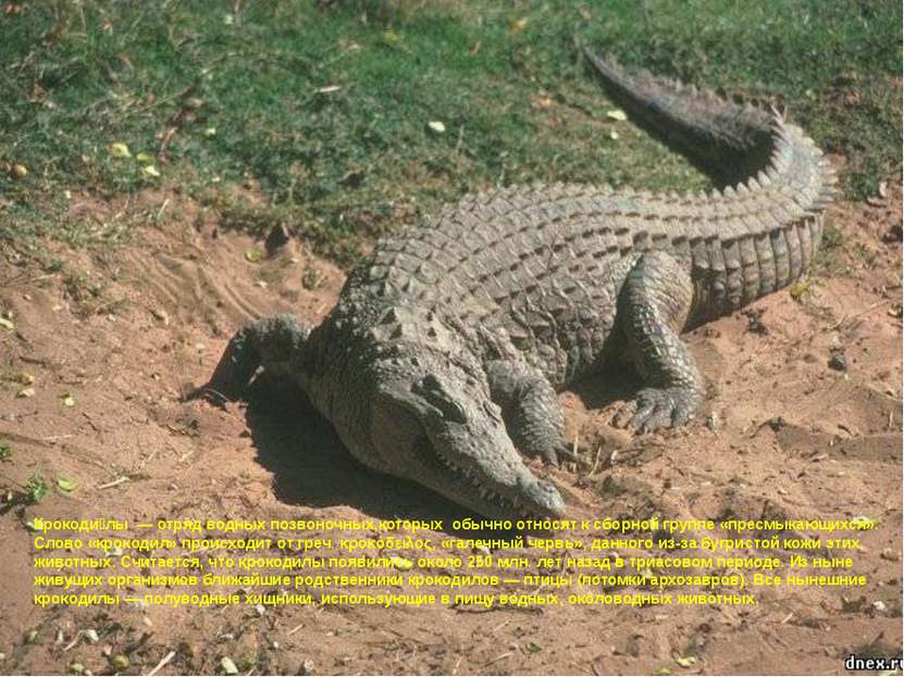 Крокоди лы  — отряд водных позвоночных,которых обычно относят к сборной групп...