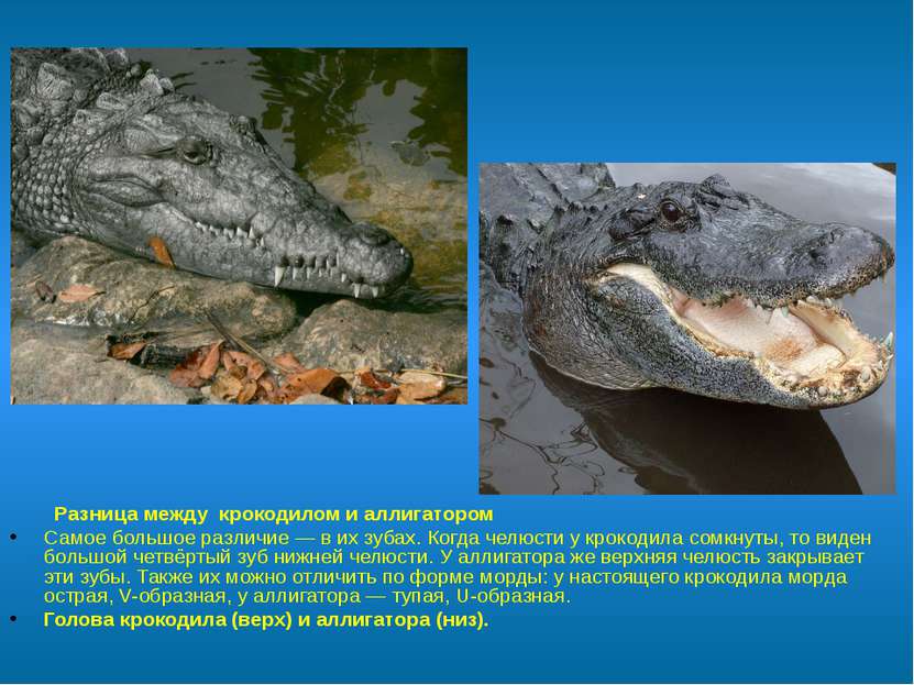 Разница между  крокодилом и аллигатором Самое большое различие — в их зубах. ...