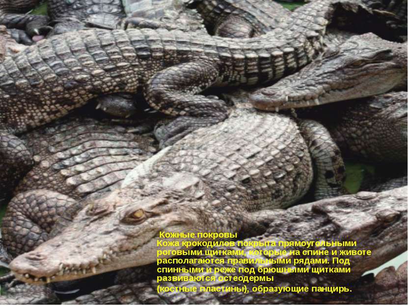 Кожные покровы Кожа крокодилов покрыта прямоугольными роговыми щитками, котор...