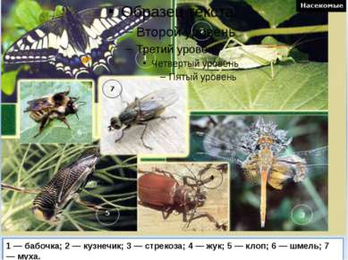 1 — бабочка; 2 — кузнечик; 3 — стрекоза; 4 — жук; 5 — клоп; 6 — шмель; 7 — муха.