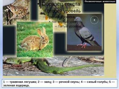 1 — травяная лягушка; 2 — заяц; 3 — речной окунь; 4 — сизый голубь; 5 — зелен...