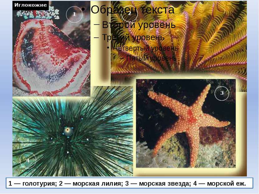 1 — голотурия; 2 — морская лилия; 3 — морская звезда; 4 — морской еж.