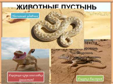 Ящерица-круглоголовка (ушастая) Ящурка быстрая ЖИВОТНЫЕ ПУСТЫНЬ Песчаный удавчик