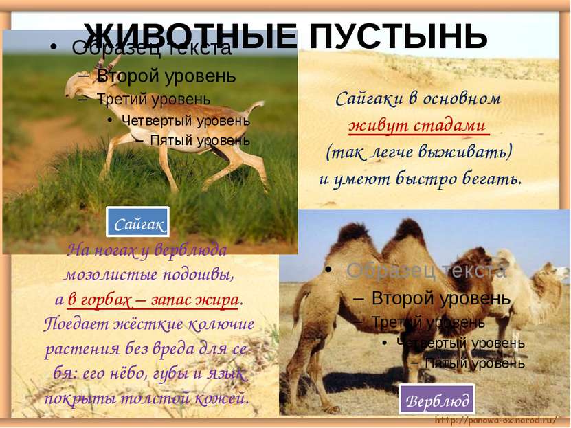 ЖИВОТНЫЕ ПУСТЫНЬ Сайгак Верблюд Сайгаки в основном живут стадами (так легче в...