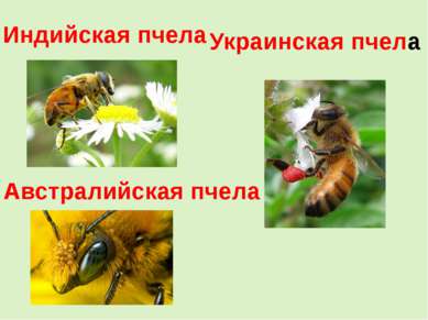 Индийская пчела Украинская пчела Австралийская пчела