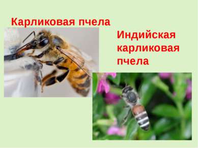 Карликовая пчела Индийская карликовая пчела