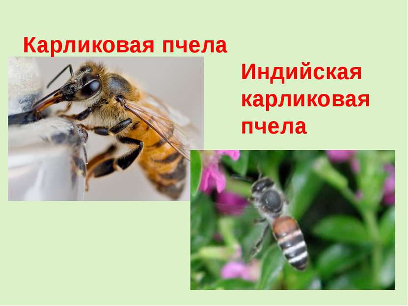 Карликовая пчела Индийская карликовая пчела