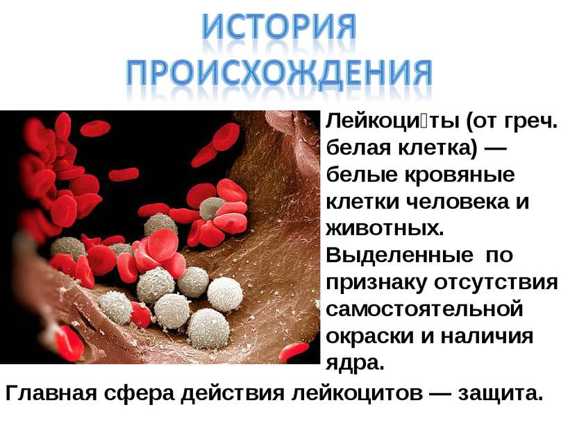 Лейкоци ты (от греч. белая клетка) — белые кровяные клетки человека и животны...