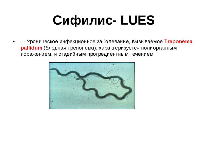 Сифилис- LUES — хроническое инфекционное заболевание, вызываемое Treponema pa...