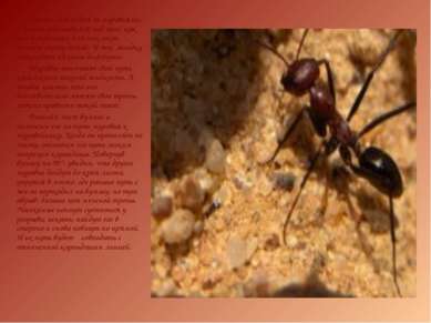 Летом, наблюдая за муравьями, я всегда задумывался над тем, как они в огромно...