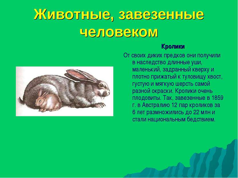 Животные, завезенные человеком Кролики От своих диких предков они получили в ...