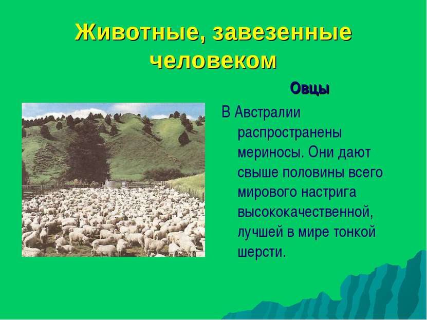 Животные, завезенные человеком Овцы В Австралии распространены мериносы. Они ...