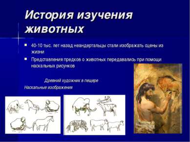 История изучения животных 40-10 тыс. лет назад неандертальцы стали изображать...