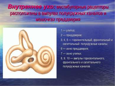 Внутреннее ухо: вестибулярные рецепторы расположены в ампулах полукружных кан...