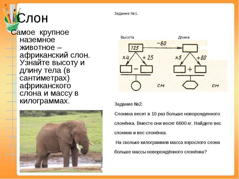 Слон Самое крупное наземное животное – африканский слон. Узнайте высоту и дли...