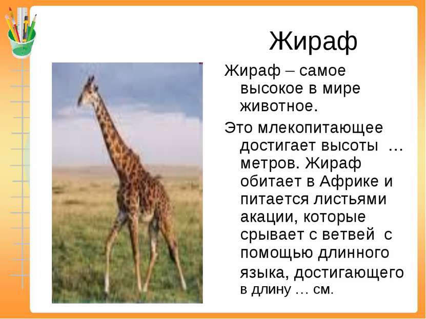 Жираф Жираф – самое высокое в мире животное. Это млекопитающее достигает высо...