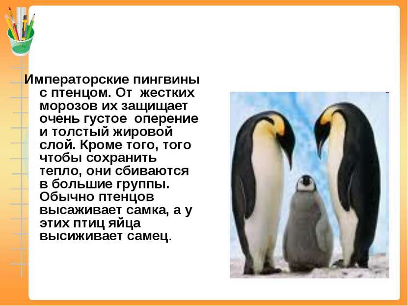 Императорские пингвины с птенцом. От жестких морозов их защищает очень густое...