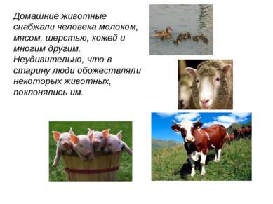 Домашние животные снабжали человека молоком, мясом, шерстью, кожей и многим д...