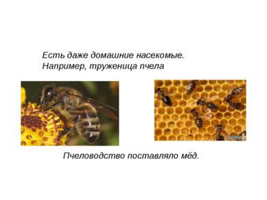 Пчеловодство поставляло мёд. Есть даже домашние насекомые. Например, тружениц...