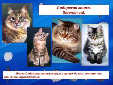 Сибирская кошка. Siberian cat. Много Сибирских котов живут в наших домах, пот...