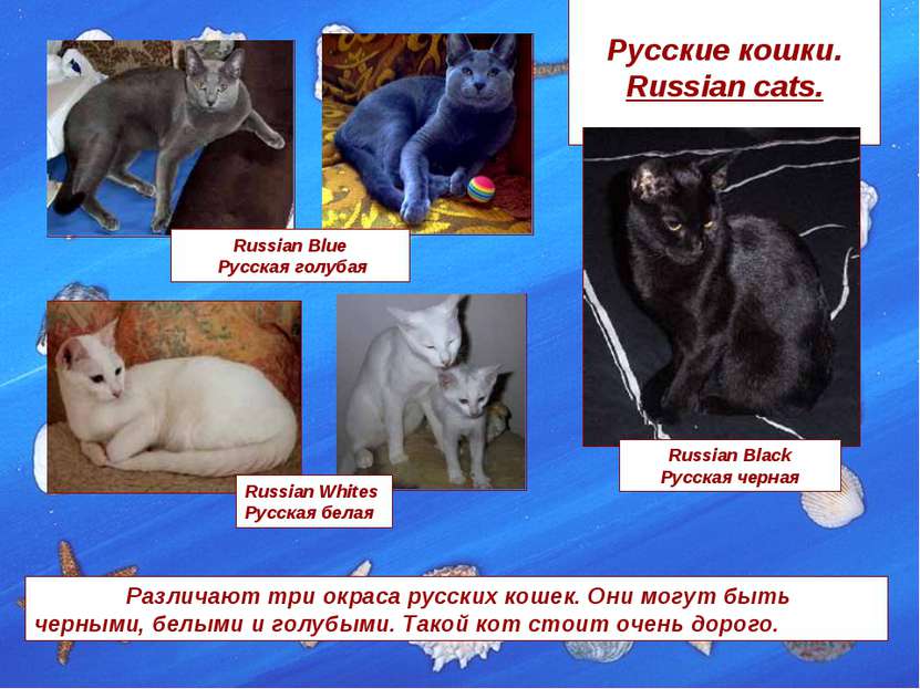 Русские кошки. Russian cats. Russian Blue Русская голубая Russian Black Русск...