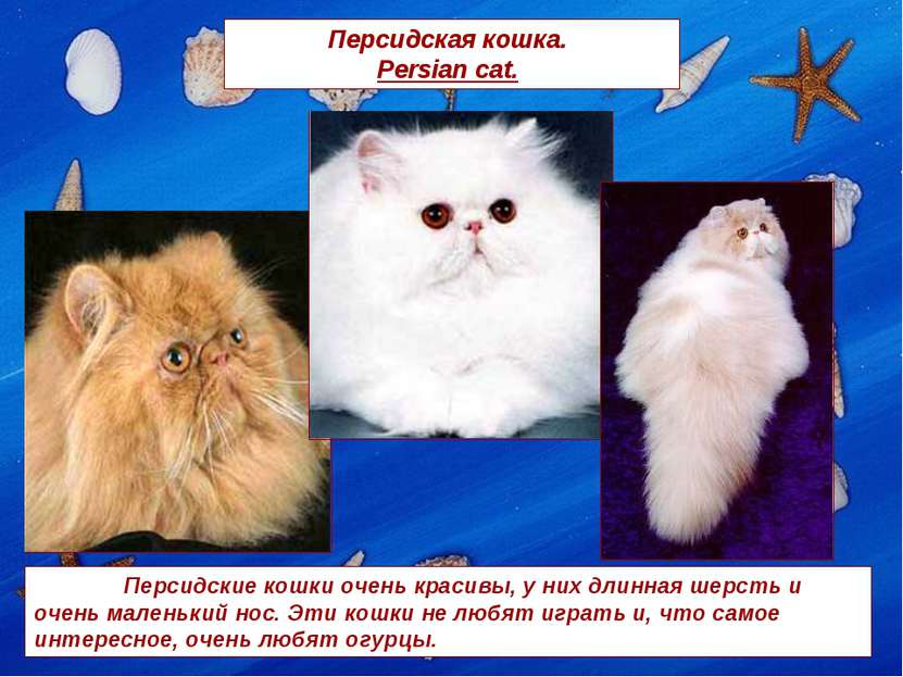 Персидская кошка. Persian cat. Персидские кошки очень красивы, у них длинная ...