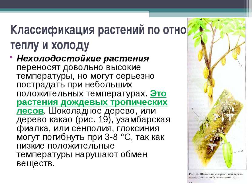 Классификация растений по отношению к теплу и холоду Нехолодостойкие растения...
