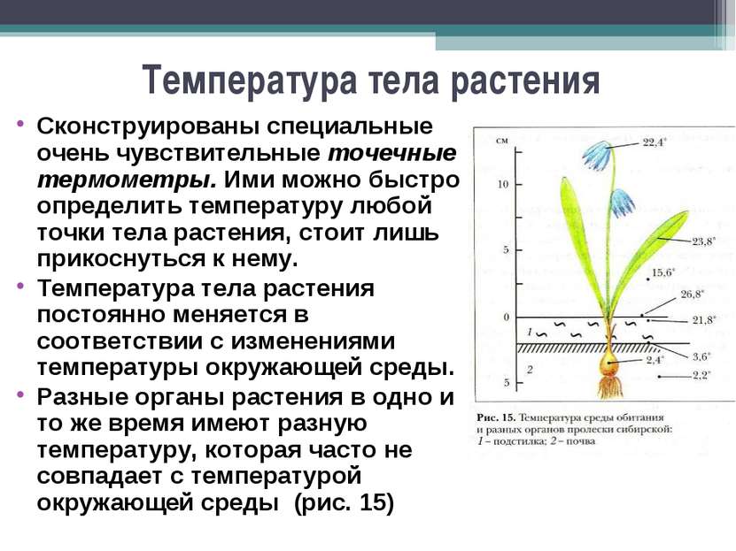 Температура тела растения Сконструированы специальные очень чувствительные то...