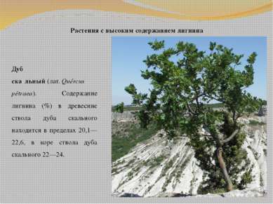 Растения с высоким содержанием лигнина Дуб ска льный (лат. Quércus pétraea). ...