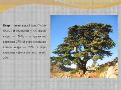 Кедр лива нский (лат. Cedrus libani). В древесине у основания кедра — 26%, а ...