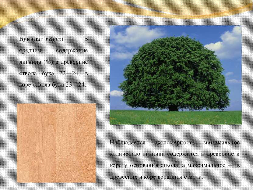 Бук (лат. Fágus). В среднем содержание лигнина (%) в древесине ствола бука 22...