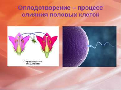 Оплодотворение – процесс слияния половых клеток