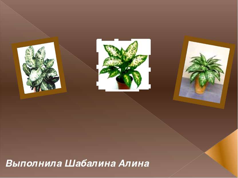 Комнатные растения Диффенбахия Выполнила Шабалина Алина