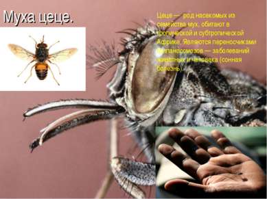 Муха цеце. Цеце — род насекомых из семейства мух, обитают в тропической и суб...