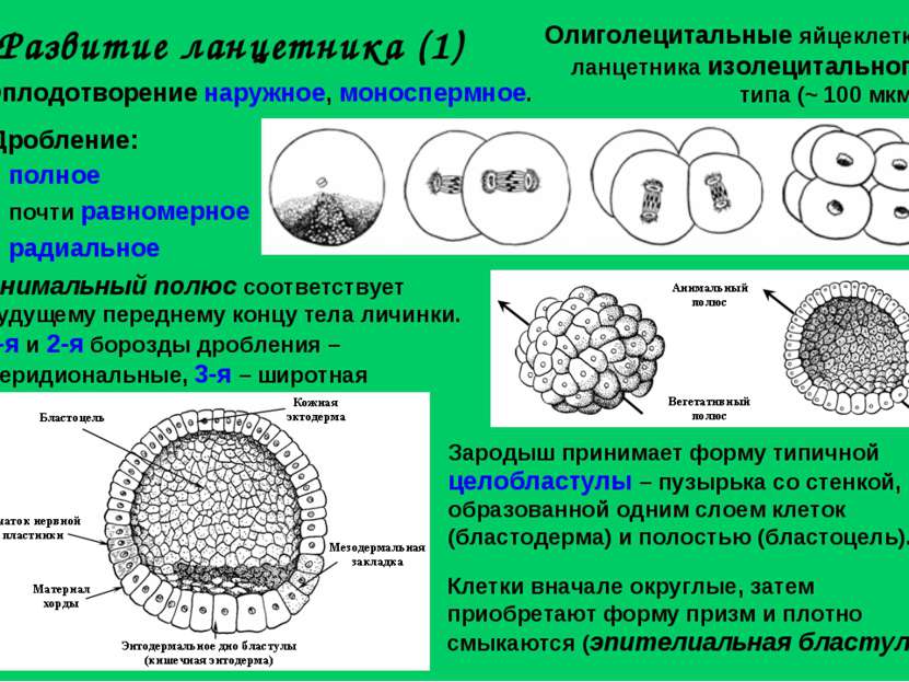 Развитие ланцетника (1) Олиголецитальные яйцеклетки ланцетника изолецитальног...