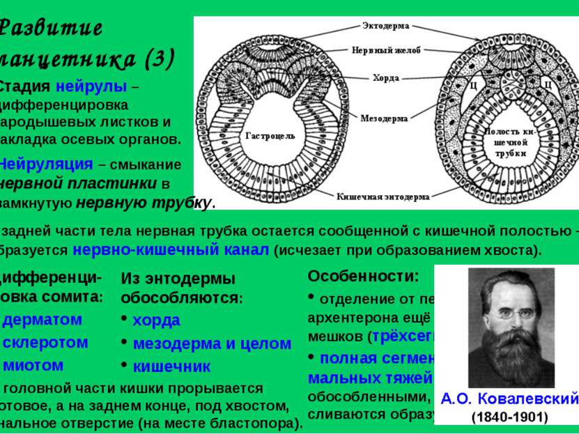 Развитие ланцетника (3) Стадия нейрулы – дифференцировка зародышевых листков ...