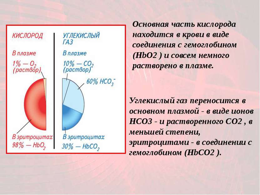 Основная часть кислорода находится в крови в виде соединения с гемоглобином (...