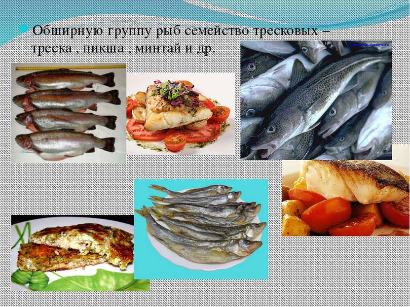 Обширную группу рыб семейство тресковых – треска , пикша , минтай и др.