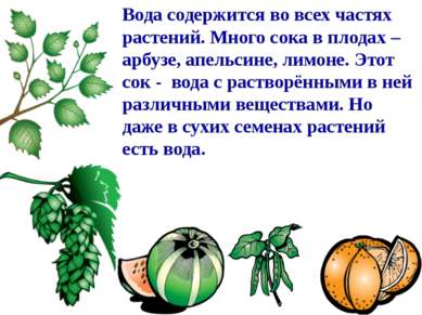 Вода содержится во всех частях растений. Много сока в плодах – арбузе, апельс...