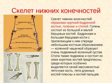 Скелет нижних конечностей Скелет нижних конечностей образован крупной бедренн...