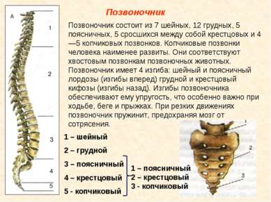 Позвоночник Позвоночник состоит из 7 шейных, 12 грудных, 5 поясничных, 5 срос...