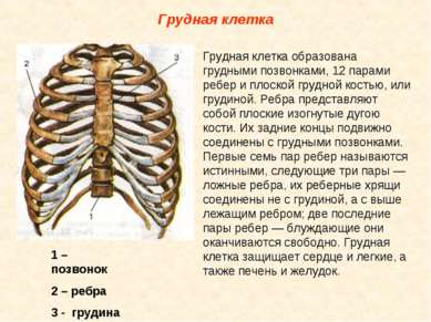 Грудная клетка Грудная клетка образована грудными позвонками, 12 парами ребер...