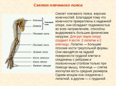 Скелет плечевого пояса Скелет плечевого пояса верхних конечностей. Благодаря ...