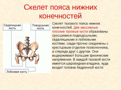 Скелет тазового пояса нижних конечностей. Две массивные плоские тазовые кости...